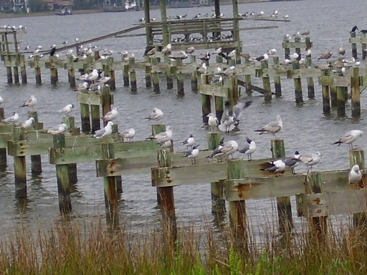 Birds of a feather fly together!